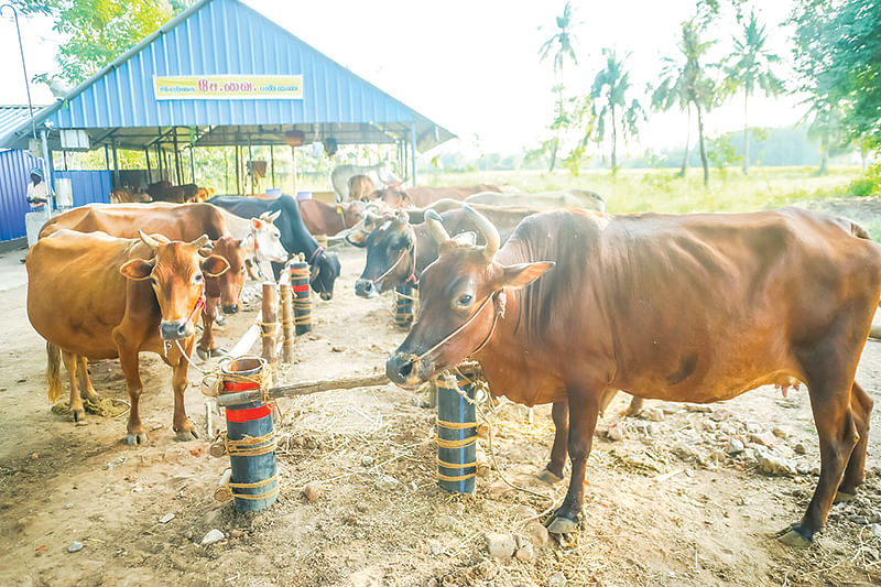 பண்ணையில் கறவை மாடுகள்