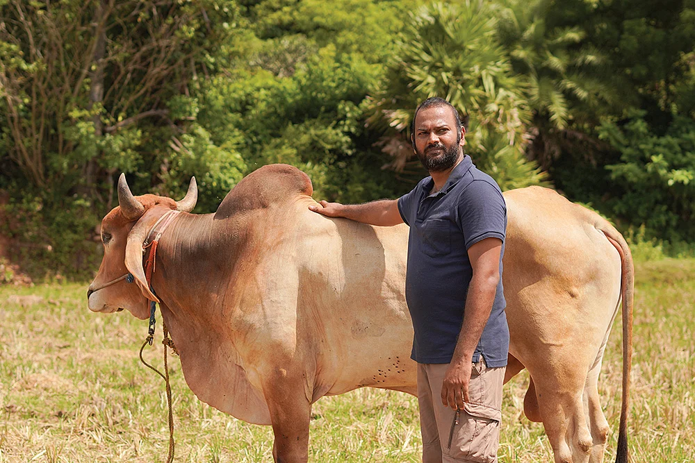 மாட்டுடன் பிரவீன்குமார்