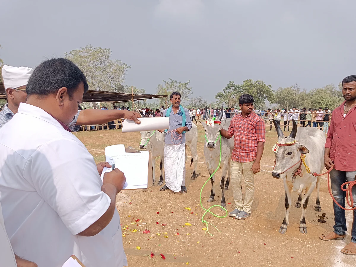 பரிசுக்குரிய காளைகள் தேர்வு