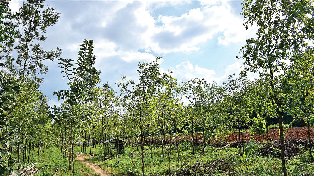 சந்தன மரம்