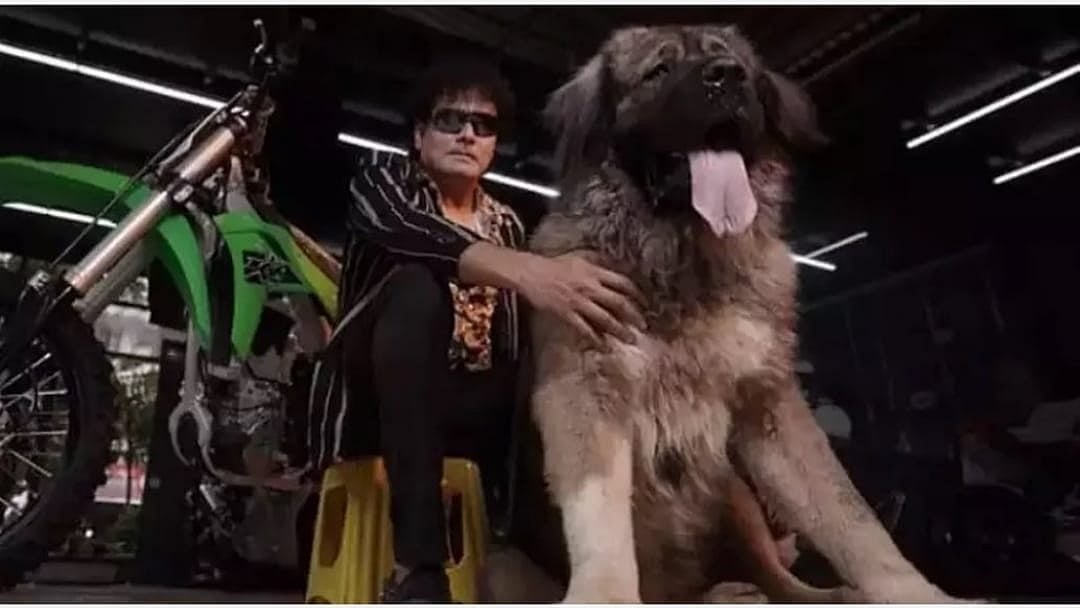 அடேயப்பா... சிங்கம் போல இருக்கும் நாய்; 20 கோடிக்கு வாங்கிய நபர்; காரணம் என்ன? 