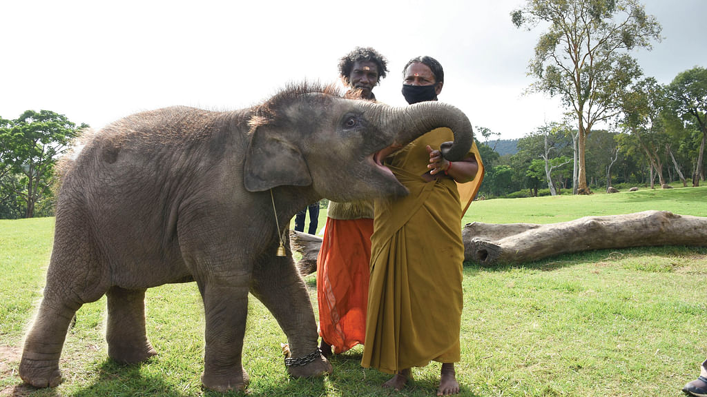 பொம்மன் - பெள்ளி