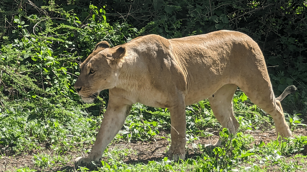 Lake Manyara