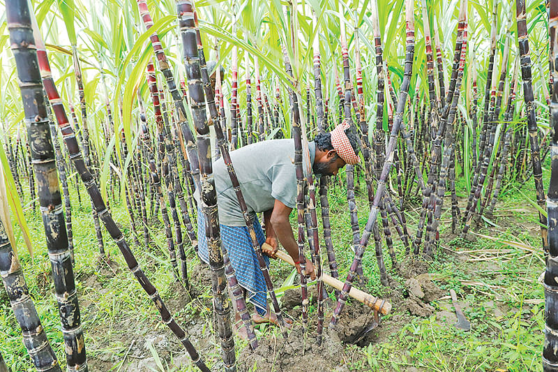 செங்கரும்புத் தோட்டத்தில் பராமரிப்பு பணி