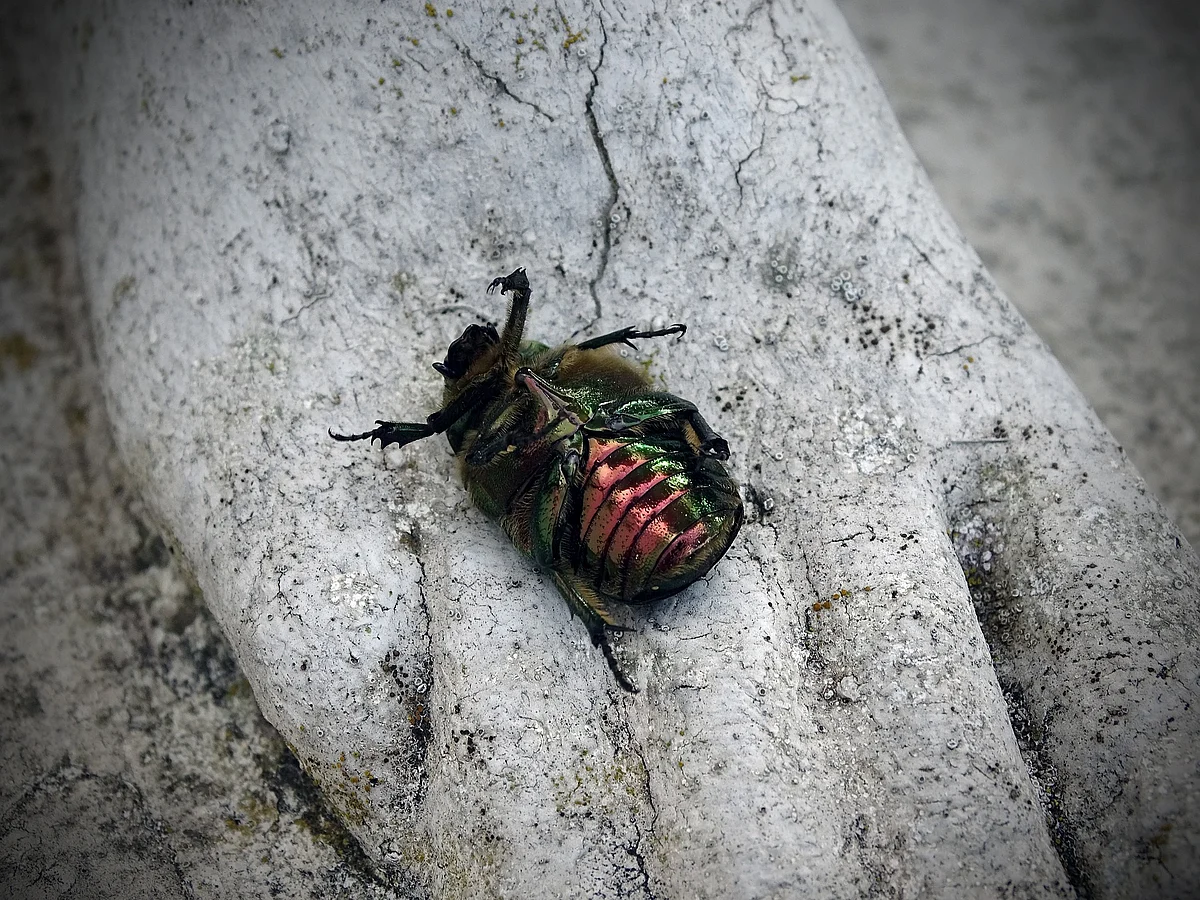 gold beetle
