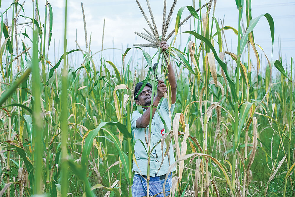 கம்பு அறுவடையில்