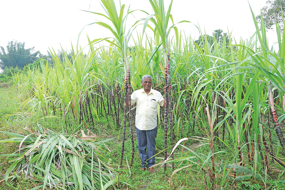 பொங்கல் கரும்புகளுடன் சித்தர்