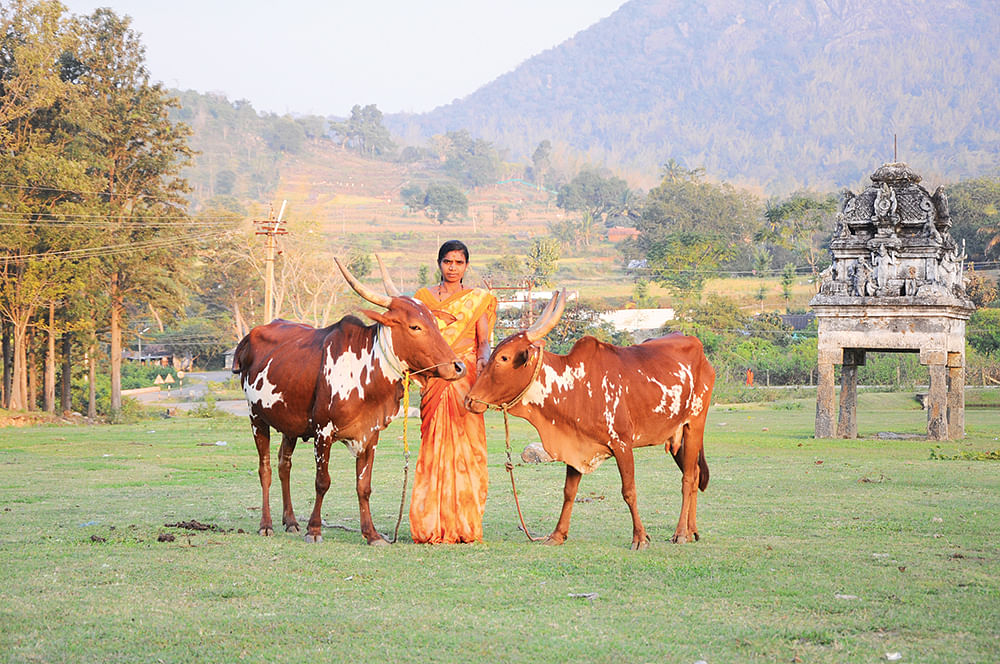 பர்கூர் மாடுகள்