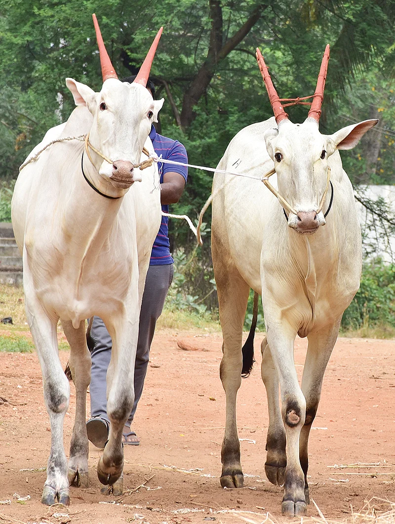 மாடுகளுக்கு கொம்பில் வண்ணம்