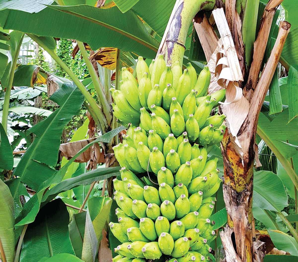 கனவு - 55 - தேனி - வளமும் வாய்ப்பும்
