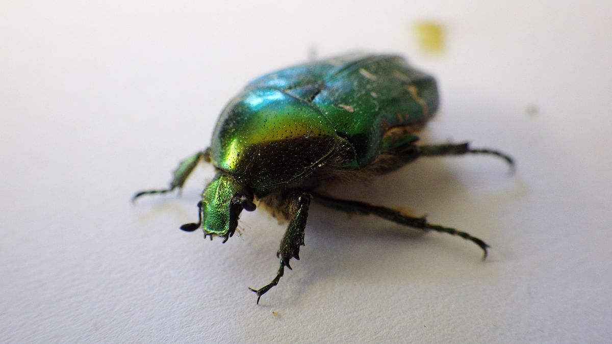 gold beetle
