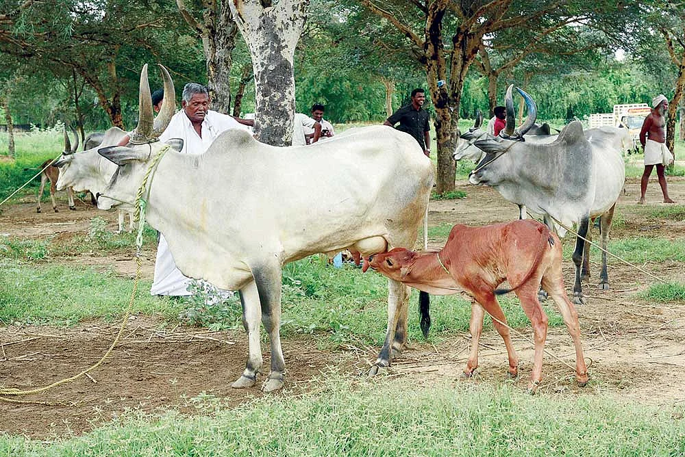சந்தையில்