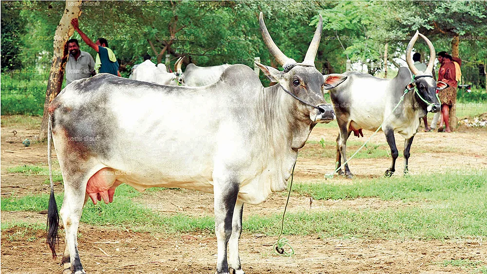 காங்கேயம் மாடுகள்