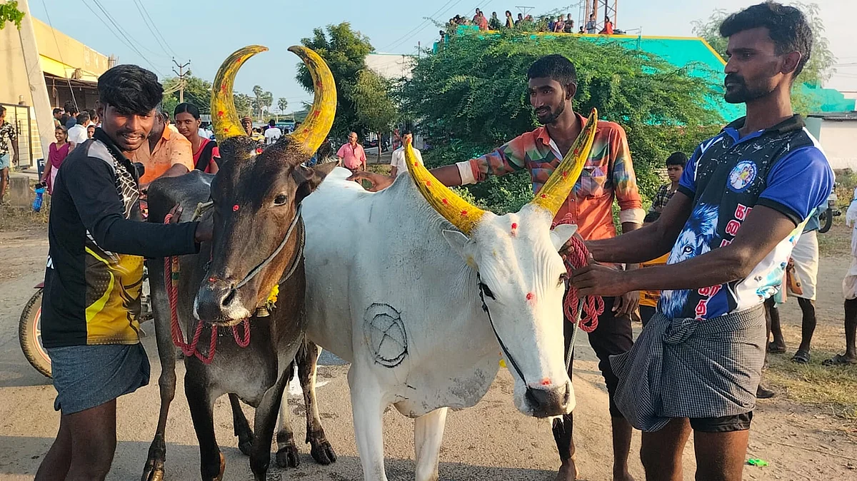 காளைகள்