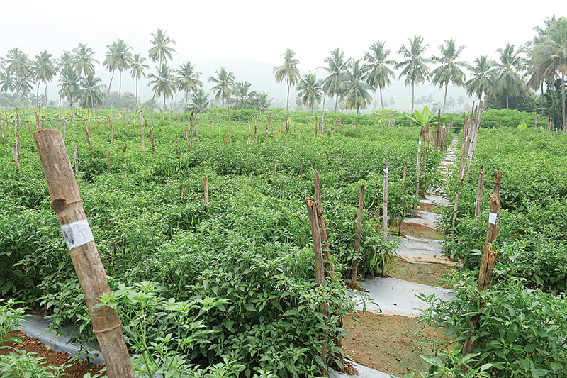 மிளகாய்த் தோட்டம்