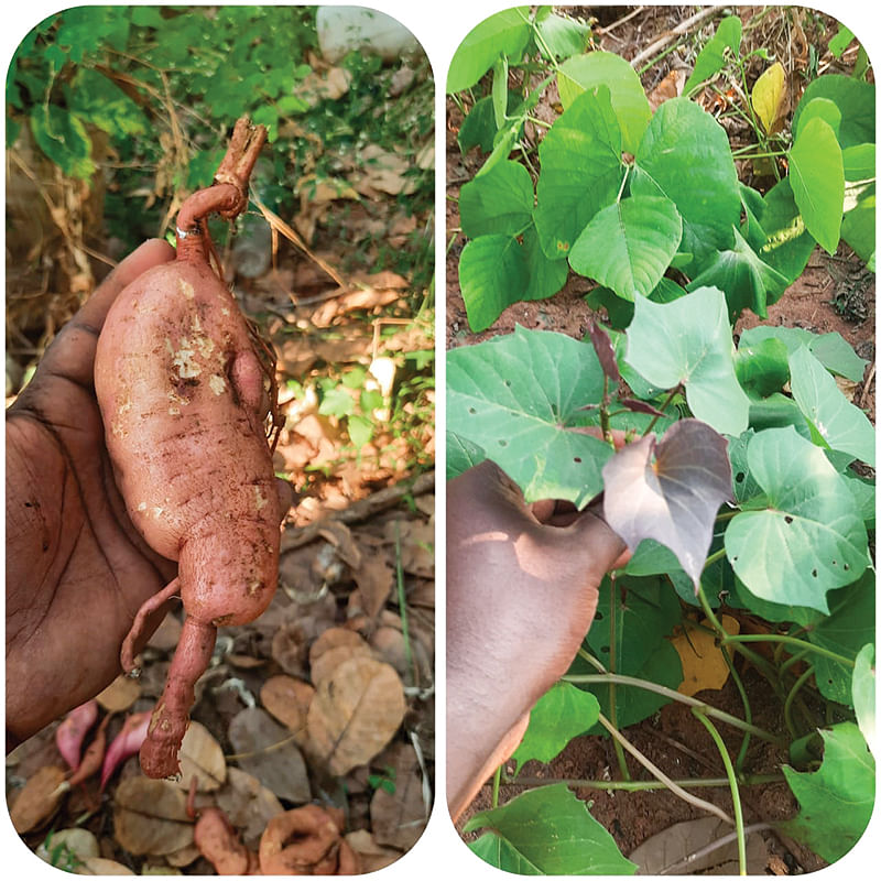 சர்க்கரை வள்ளிக் கிழங்கு