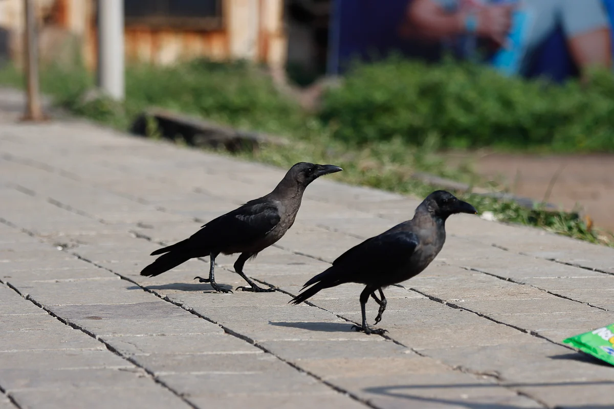 Representational Image