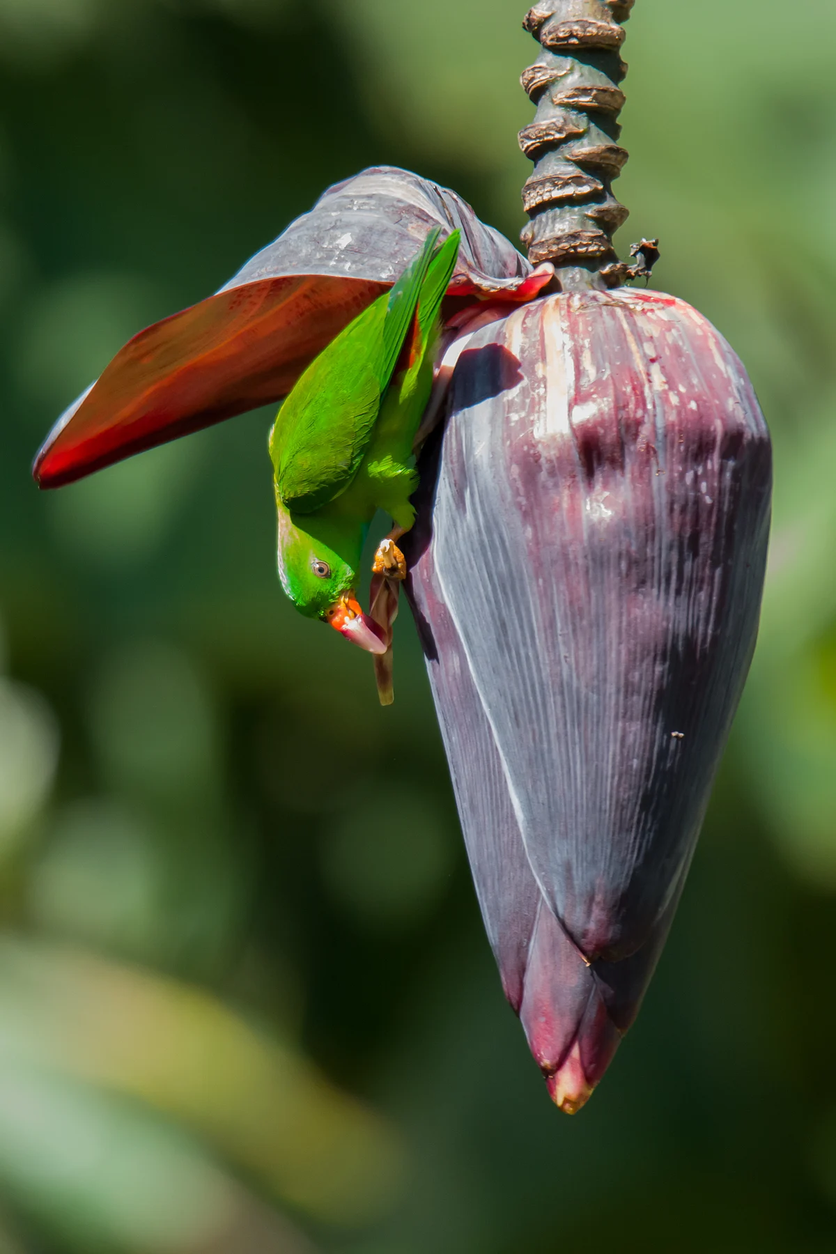 Nature photography