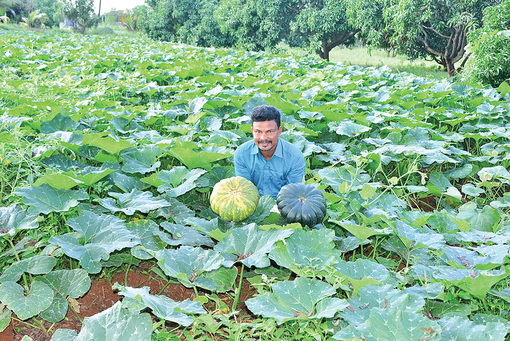 மஞ்சள் பூசணியுடன் ராஜமாணிக்கம்