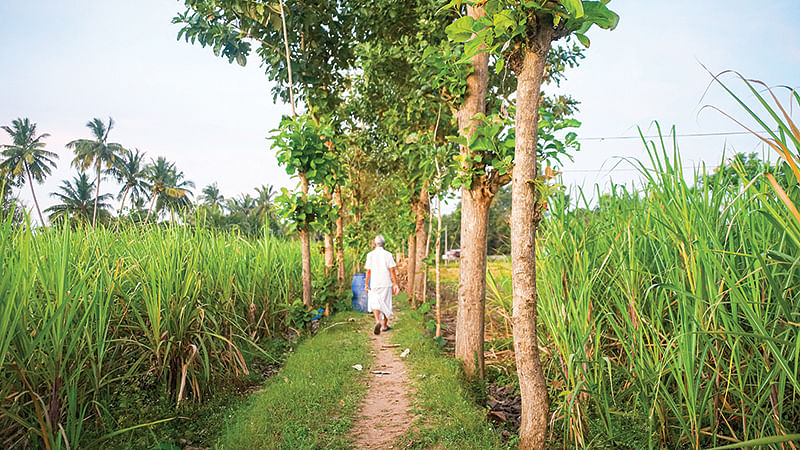 கரும்புத் தோட்டம்