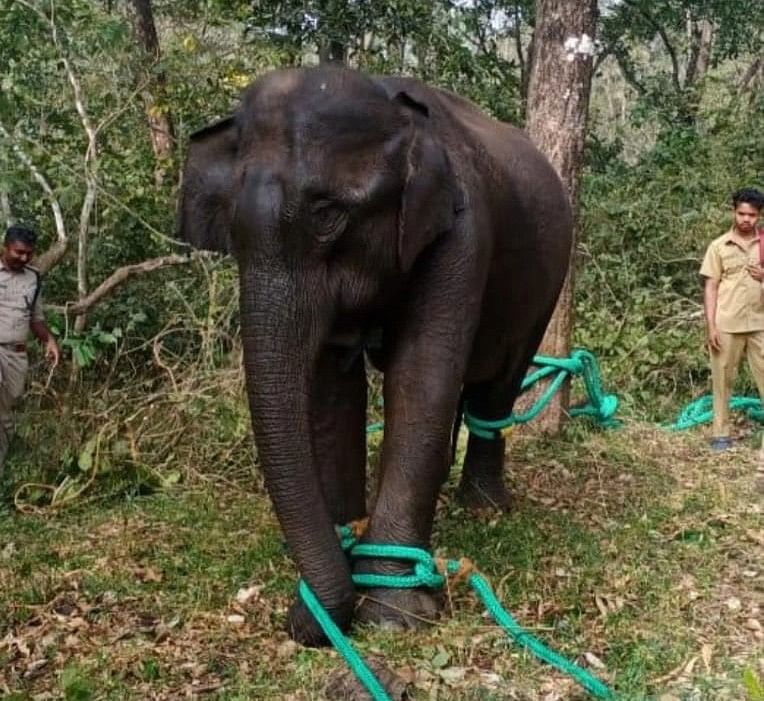 மக்னா யானை
