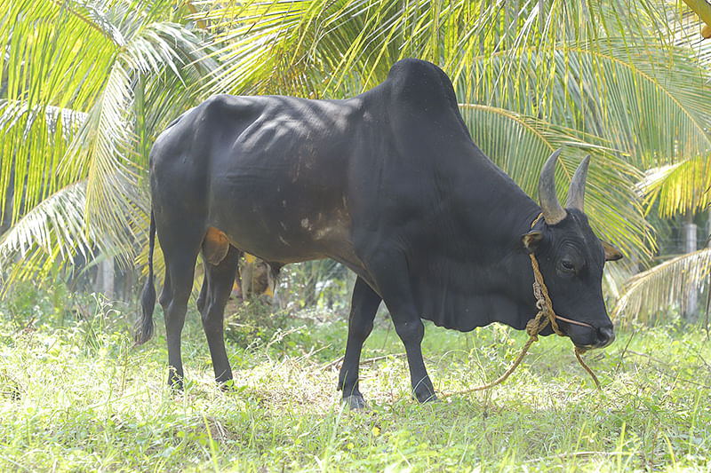 கிராமத்தில் வளர்க்கப்படும் ஜல்லிக்கட்டுக் காளை