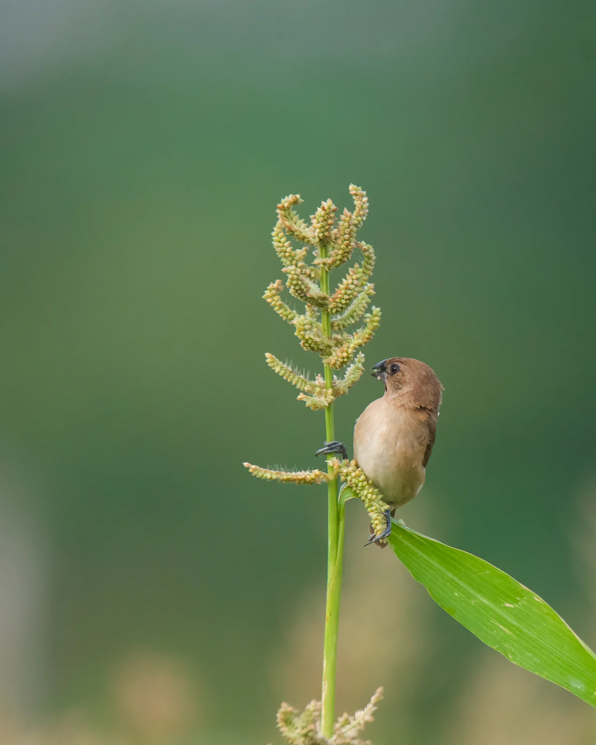 Nature photography