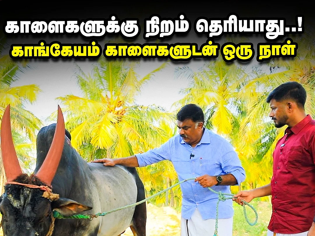 காளைகளுக்கு நிறம் தெரியாது... காங்கேயம் காளைகளுடன் ஒரு நாள் | கார்த்திகேய சிவசேனாபதி