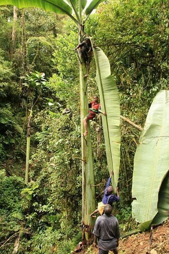 Musa ingens