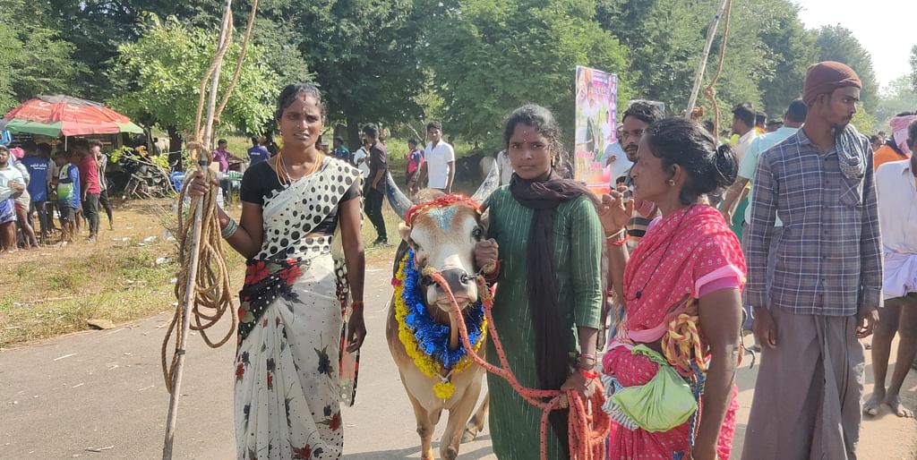 ஜல்லிக்கட்டு காளை