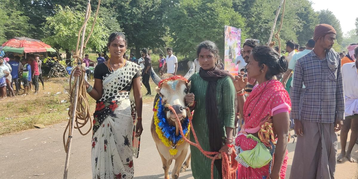 ஜல்லிக்கட்டு காளை
