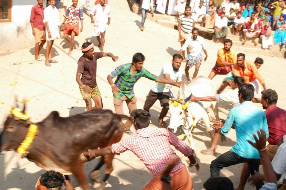 ஜல்லிக்கட்டில்