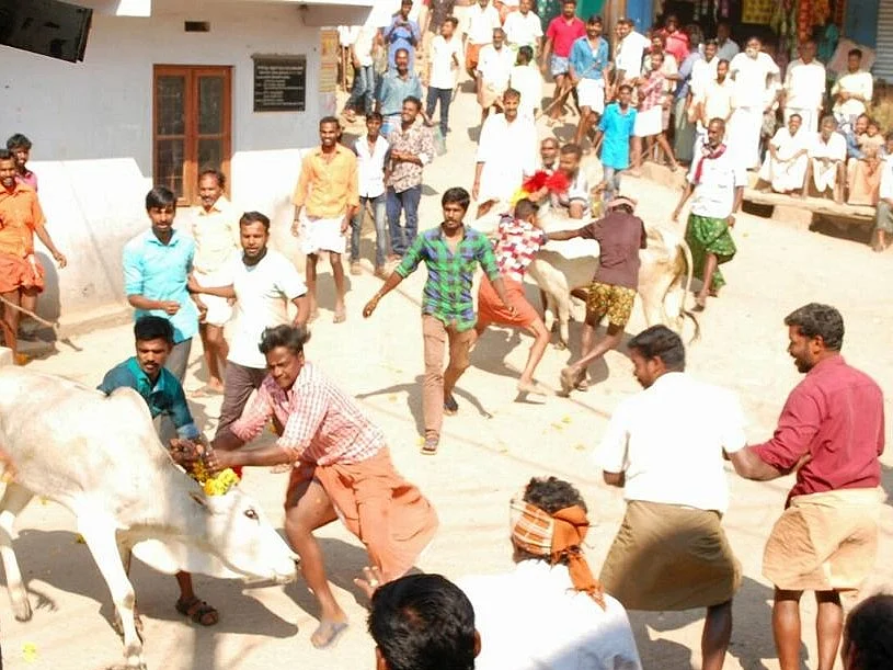 `கொம்புகளை பிடித்து அடக்குவோம்' கேரளாவிலும் களைகட்டிய தமிழ்நாட்டின் ஜல்லிக்கட்டு!