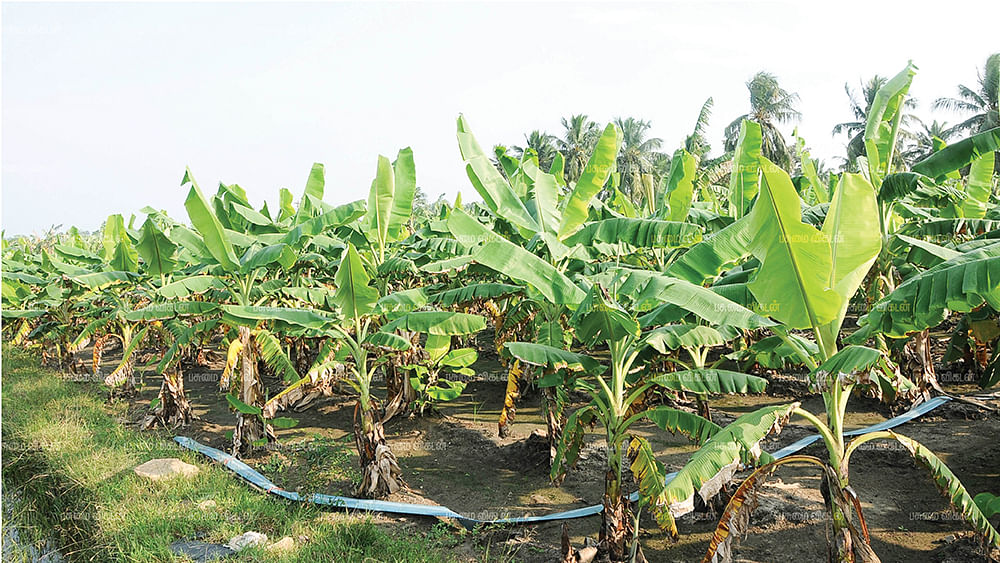 வாழை