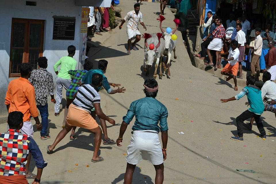 கேரளா ஜல்லிக்கட்டு