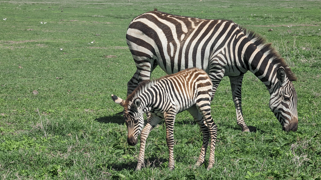 Ngorongoro Crater