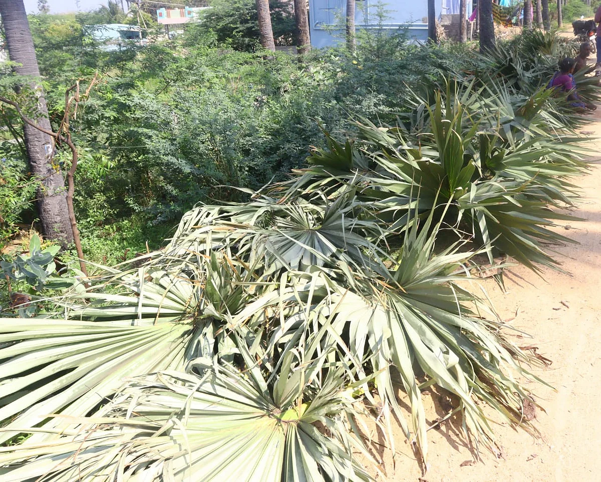 பனை ஓலை