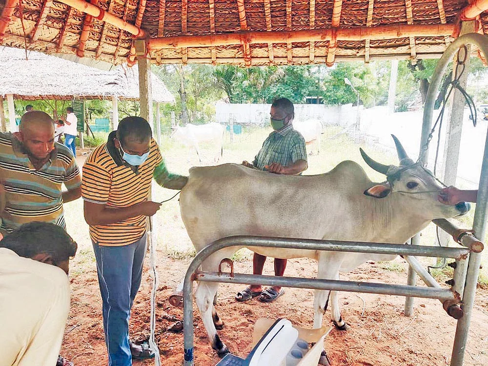 மாடுகளைச் சோதனை செய்தல்