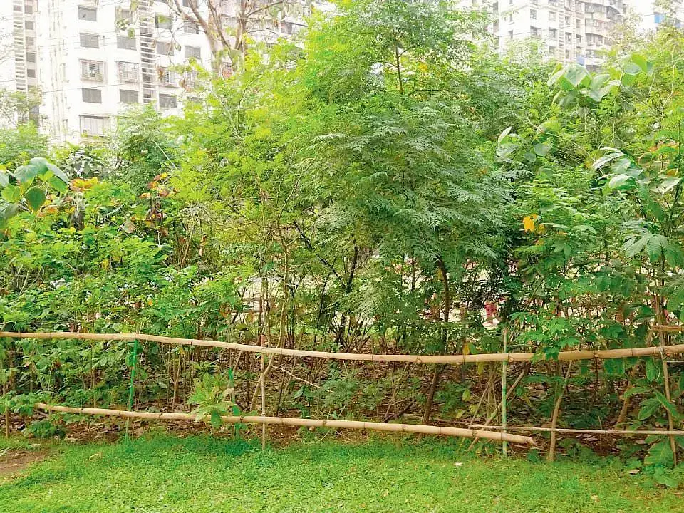 மும்பை; குடியிருப்புகளில் மியாவாகி முறையில் மரங்கள் நட வேண்டும்: பில்டர்களுக்கு உத்தரவு!