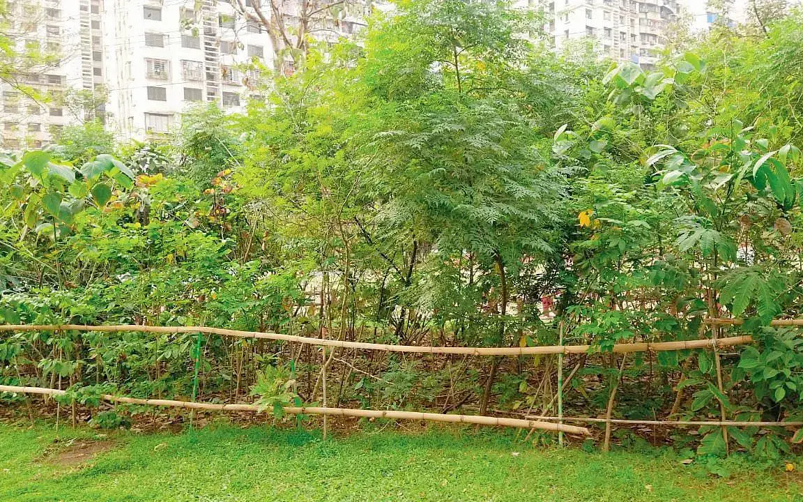 மும்பை; குடியிருப்புகளில் மியாவாகி முறையில் மரங்கள் நட வேண்டும்: பில்டர்களுக்கு உத்தரவு!