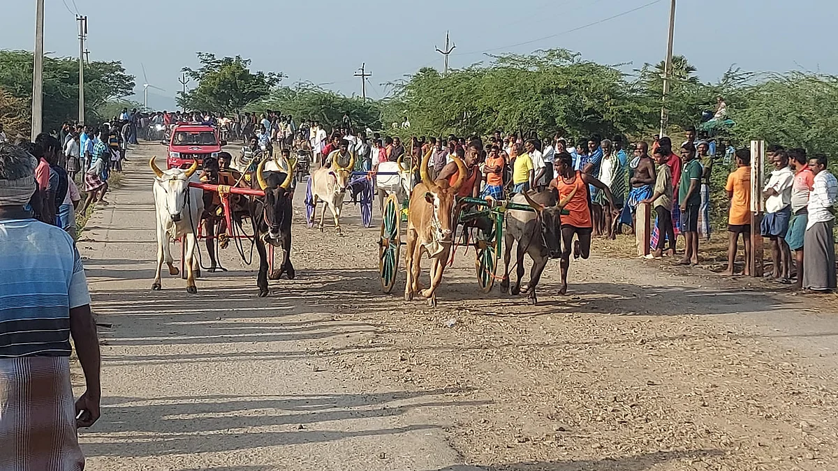 மாட்டுவண்டிப் பந்தயம்