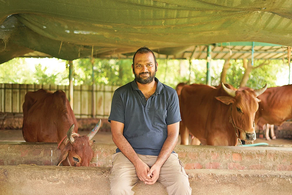 மாடுகளுடன்
