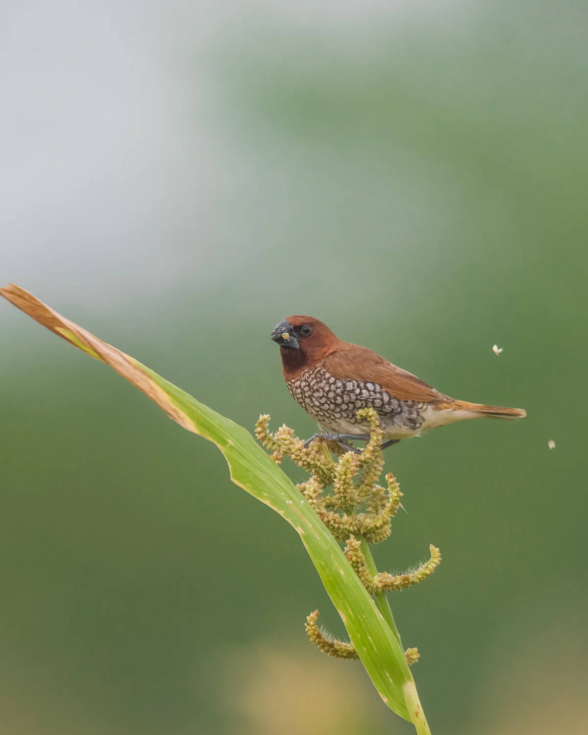 Nature photography