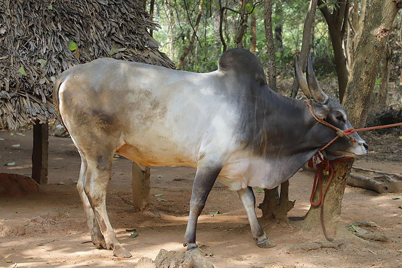கிராமத்தில் வளர்க்கப்படும் ஜல்லிக்கட்டுக் காளை