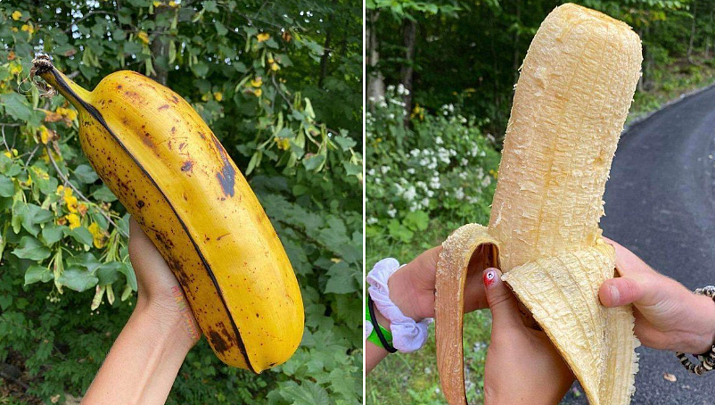 Musa ingens