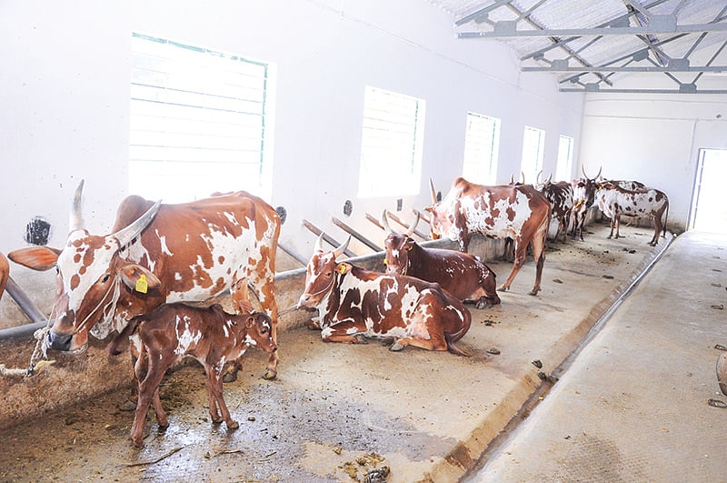 ஆராய்ச்சி மையத்தில் பர்கூர் மாடுகள்