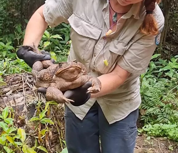 இவ்வளவு பெரிய தேரையா? 
2.7 கிலோ எடை கொண்ட ராட்சத தேரை... கண்டெடுத்த வனவிலங்கு ஆர்வலர்கள்!