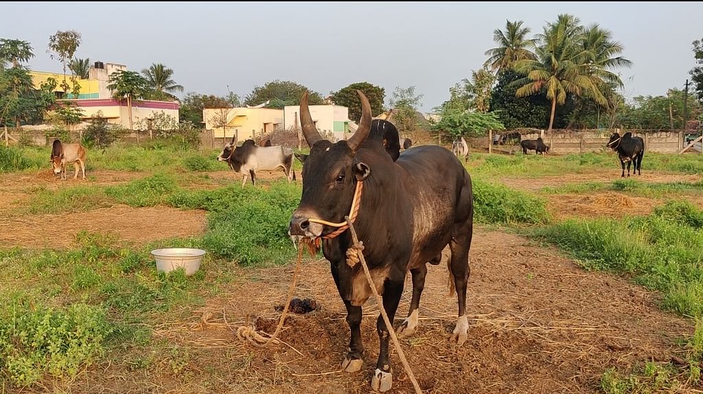 கரிகாலன் காளை
