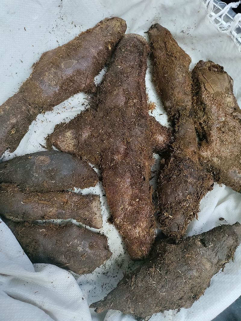 முடவாட்டுக்கால்