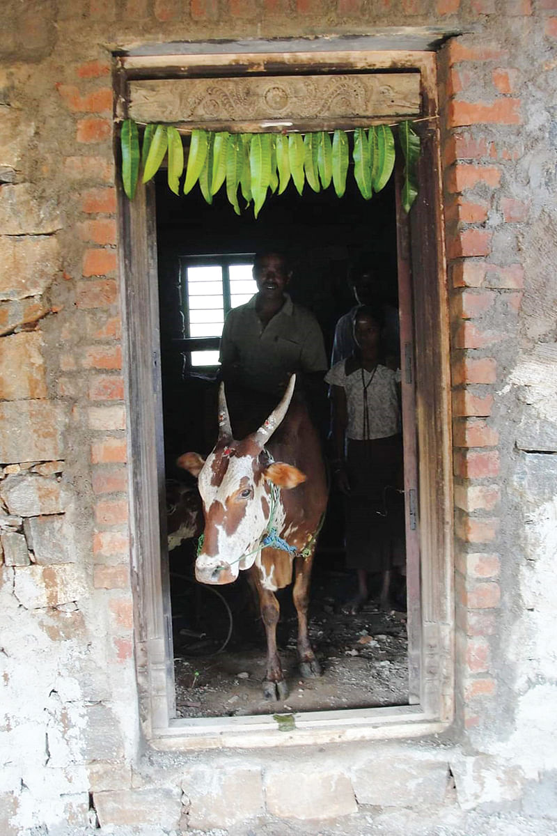 புதுவீடு நுழையும் மாடு
